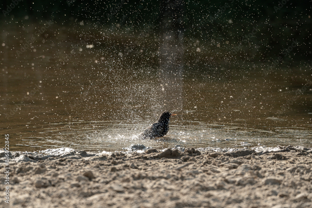 Fototapeta premium starling bird washing wash itself in the water