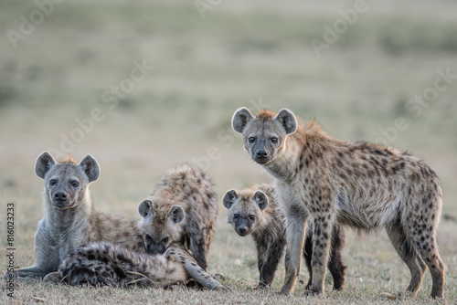 Fotografie spotted hyena with cubs