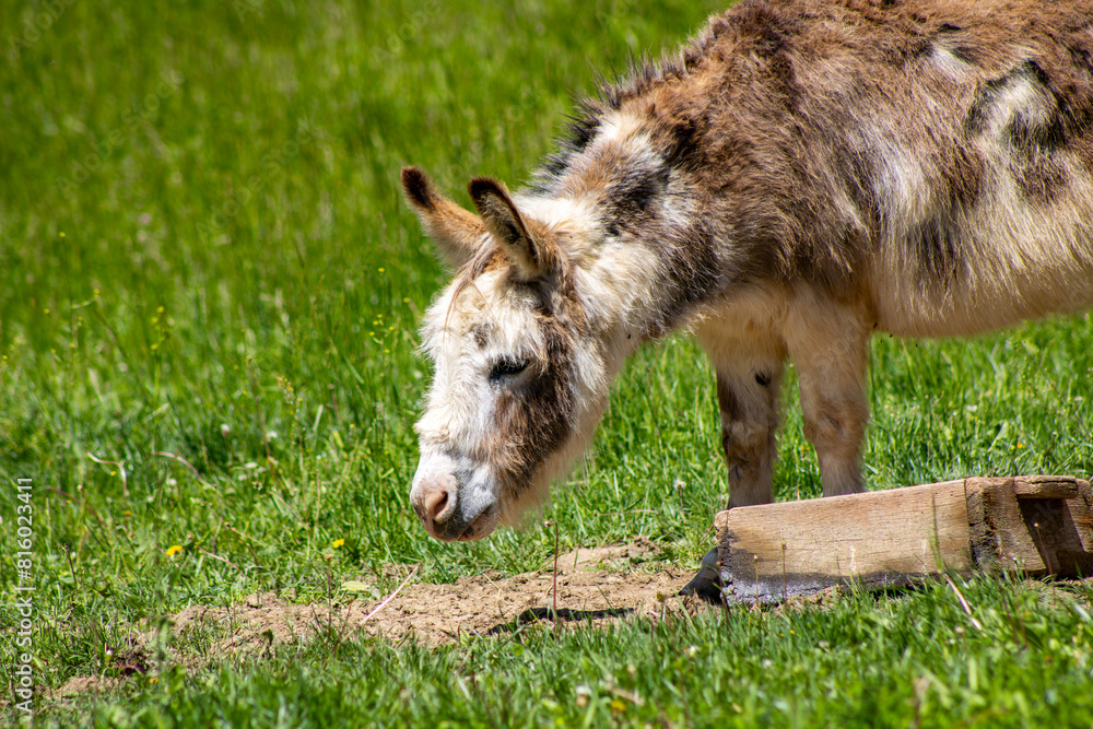 Fototapeta premium Donkey on a Farm