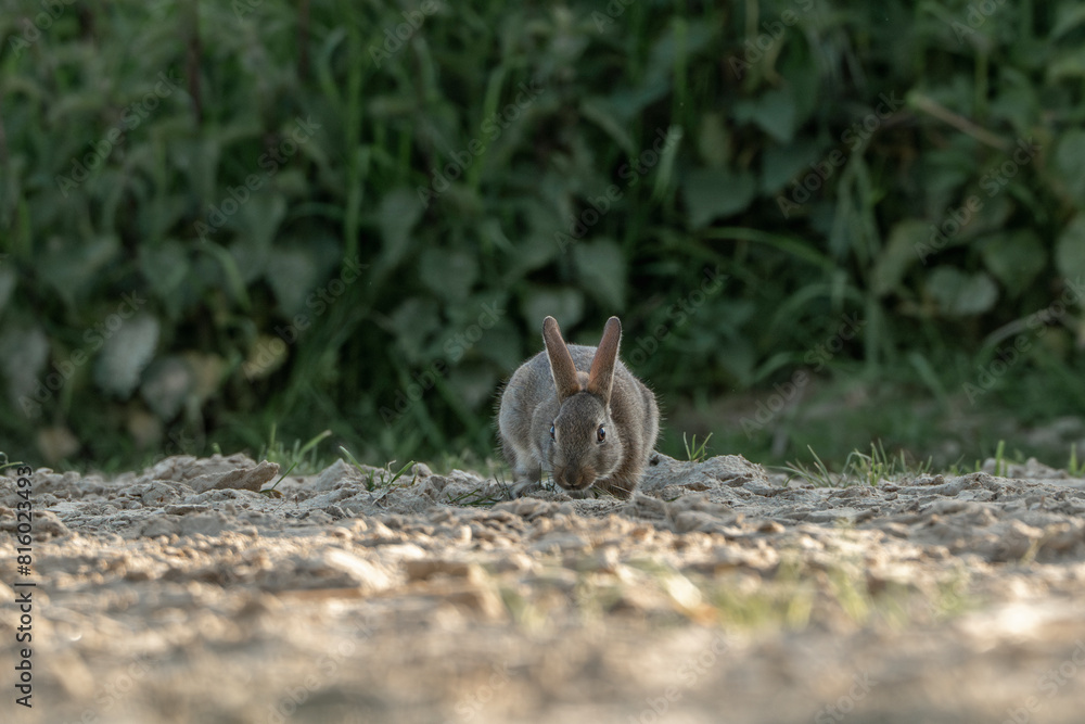 Fototapeta premium cute little bunny in the sand