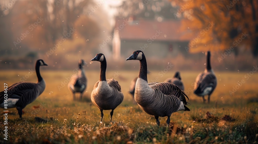 Obraz premium Geese Grazing in the Field