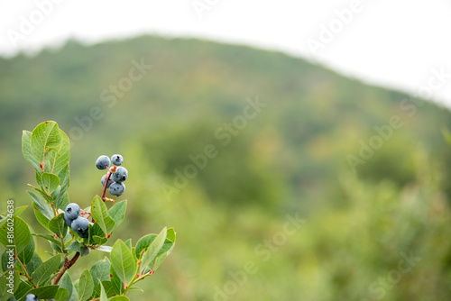 branch with blueberries against the backdrop of green mountains. Berries of varying degrees of ripeness on the bush. Blueberry harvest ripening on the farm.