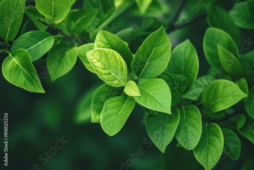 Close-up of lush green leaves with a soft-focus background  illuminated by natural sunlight