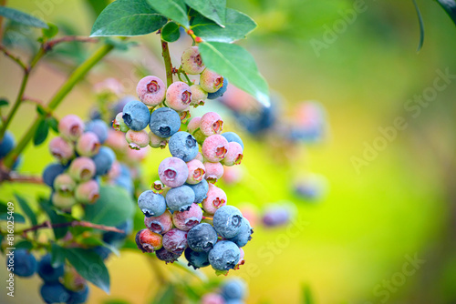 branch with blueberries. Berries of varying degrees of ripeness on the bush. Blueberry harvest ripening on the farm.