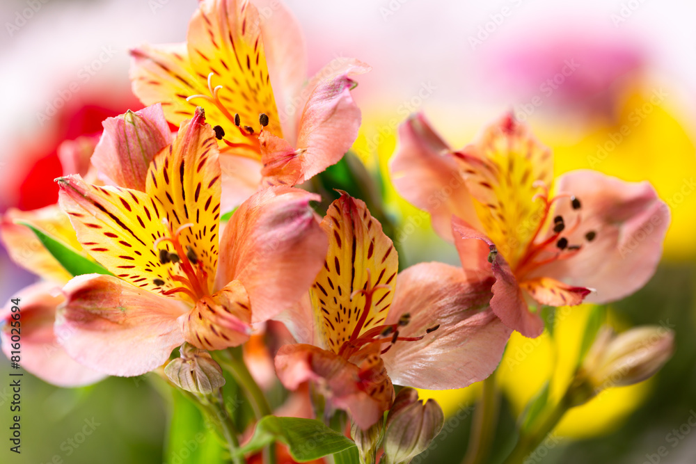 Selective focus closeup of pink and yellow Peruvian lilies with other colourful flowers in soft focus background Selective focus closeup of pink and yellow Peruvian lilies with other colourful flowers in soft focus background