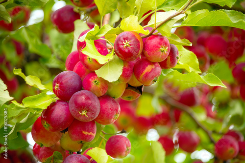 branches with red apples on a tree in the garden.