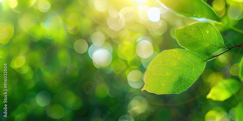 Fototapeta premium Green leaves background. Nature, ecology and healthy environment concept