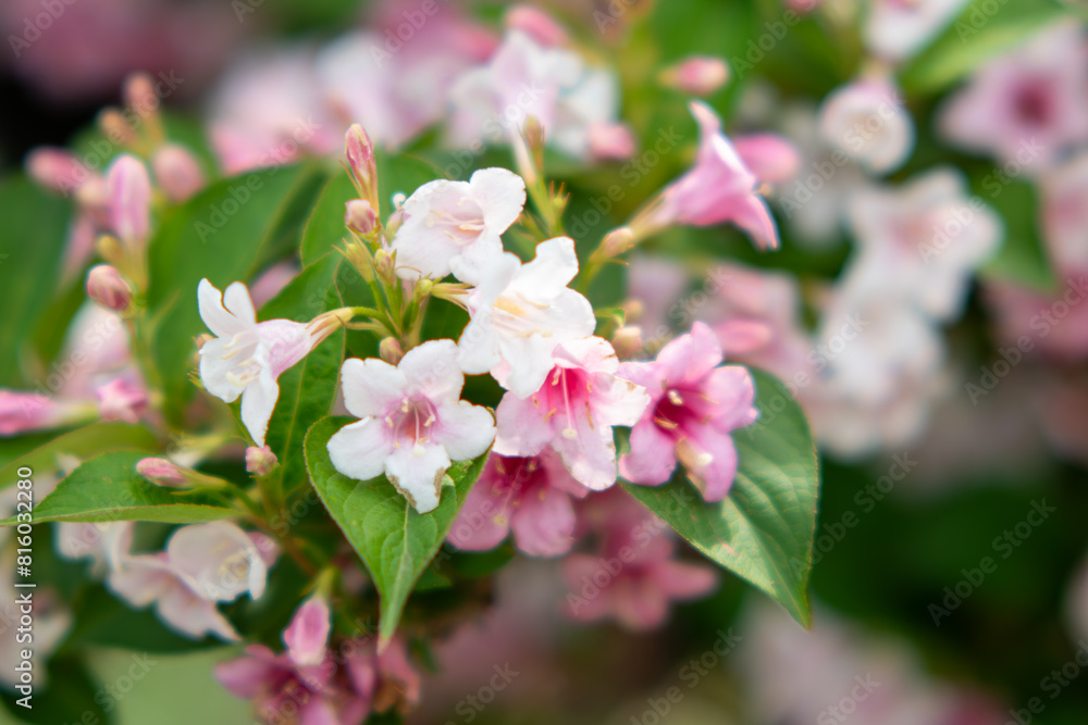 Fototapeta premium Weigela pink flower,pink and white flowers,Bush blooming with pink flowers, nature, summer. Plants in the garden,Weigela florida 'Suzanne'
