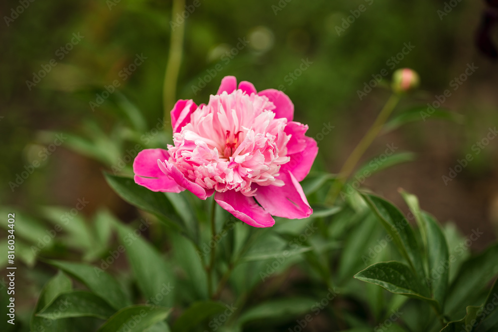 Blooming peony plant with beautiful pink flowers outdoors, closeup Blooming peony plant with beautiful pink flowers outdoors, closeup