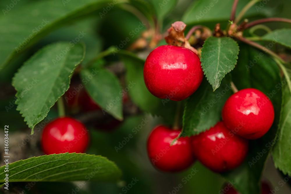 Obraz premium close-up of organic ripe cherries on a tree in the garden