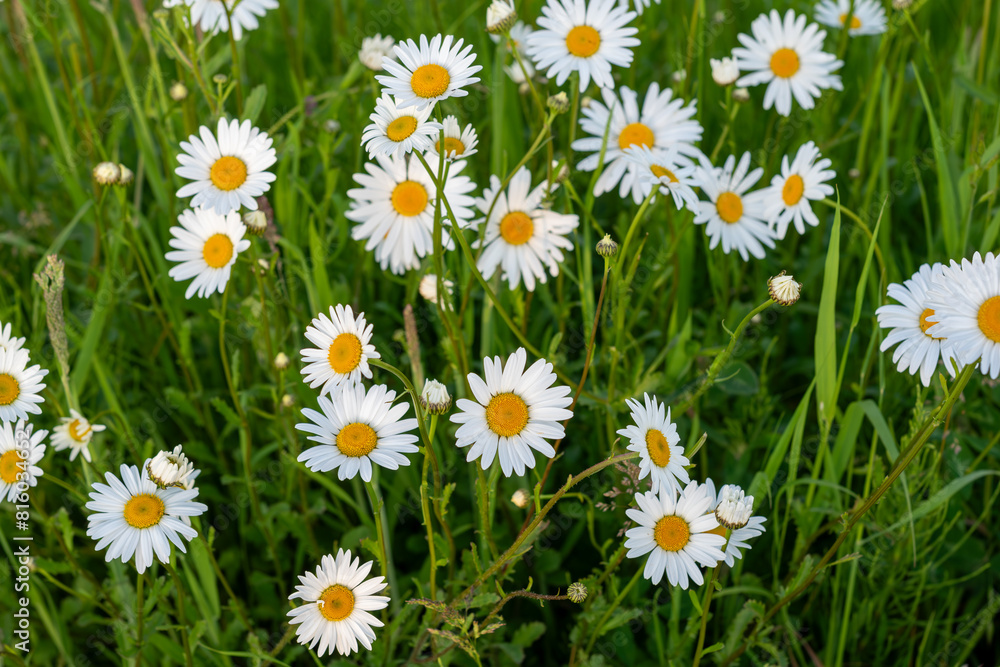 field of daisies, field of green grass and blooming daisies and dandelions, a lawn in spring, white blooming 