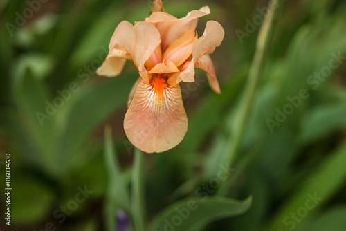 light pink and peach iris with green back ground