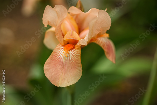 Peach iris, iris against the backdrop of a bright green landscaped garden. Beautiful very large iris head.