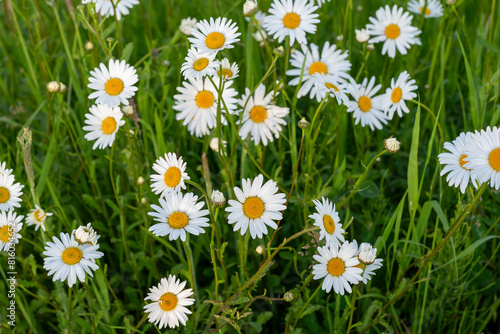 field of daisies, field of green grass and blooming daisies and dandelions, a lawn in spring, white blooming 