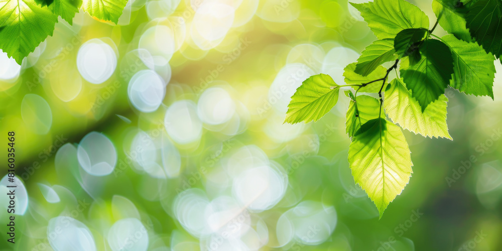 Green leaves background. Nature, ecology and healthy environment concept Green leaves background. Nature, ecology and healthy environment concept