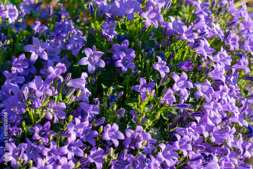 purple flowers Campanula portenschlagiana  beautiful purple flowers of Campanula portenschlagiana  violet flowers