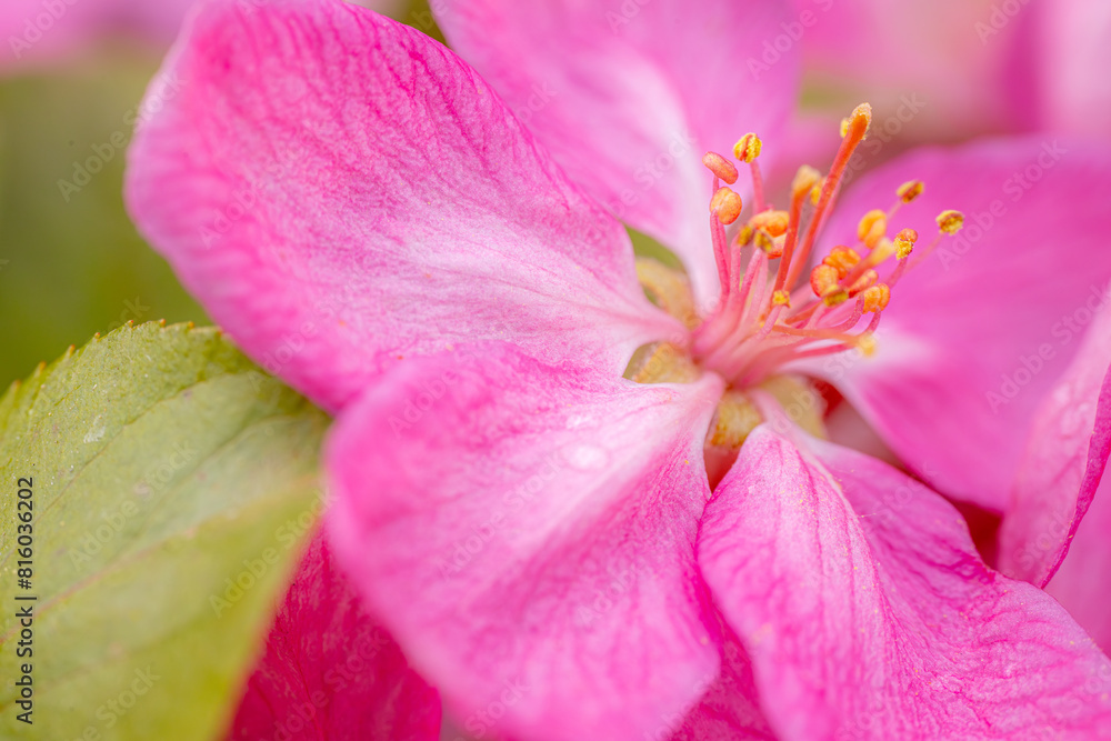 Vibrant close-up of pink decorative apple flowers in full bloom, showcasing delicate petals and stamens with a soft-focus background. Vibrant close-up of pink decorative apple flowers in full bloom, showcasing delicate petals and stamens with a soft-focus background.