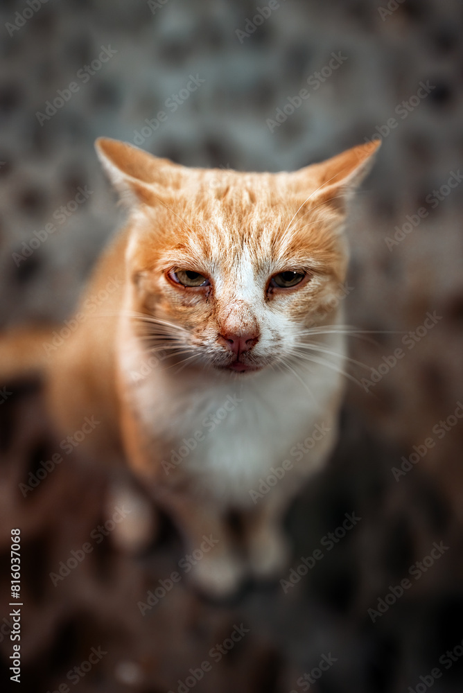 Fototapeta premium Upset and tattered cat on the street.