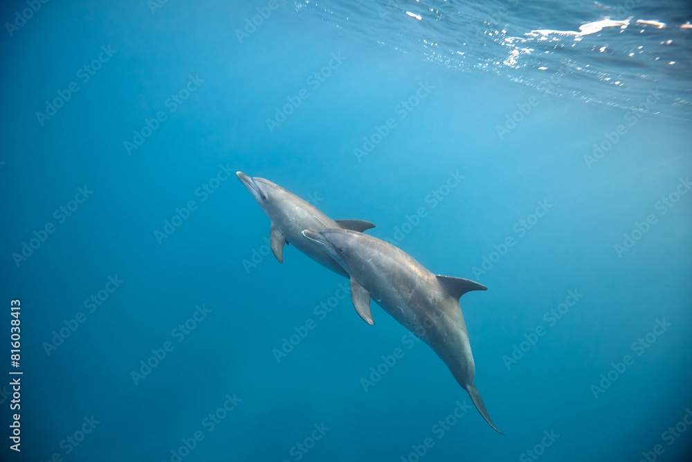 Naklejka premium Common bottlenose dolphin tursiops truncatus underwater