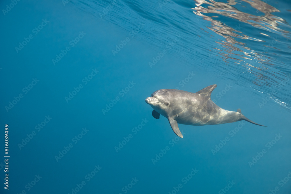 Naklejka premium Common bottlenose dolphin tursiops truncatus underwater