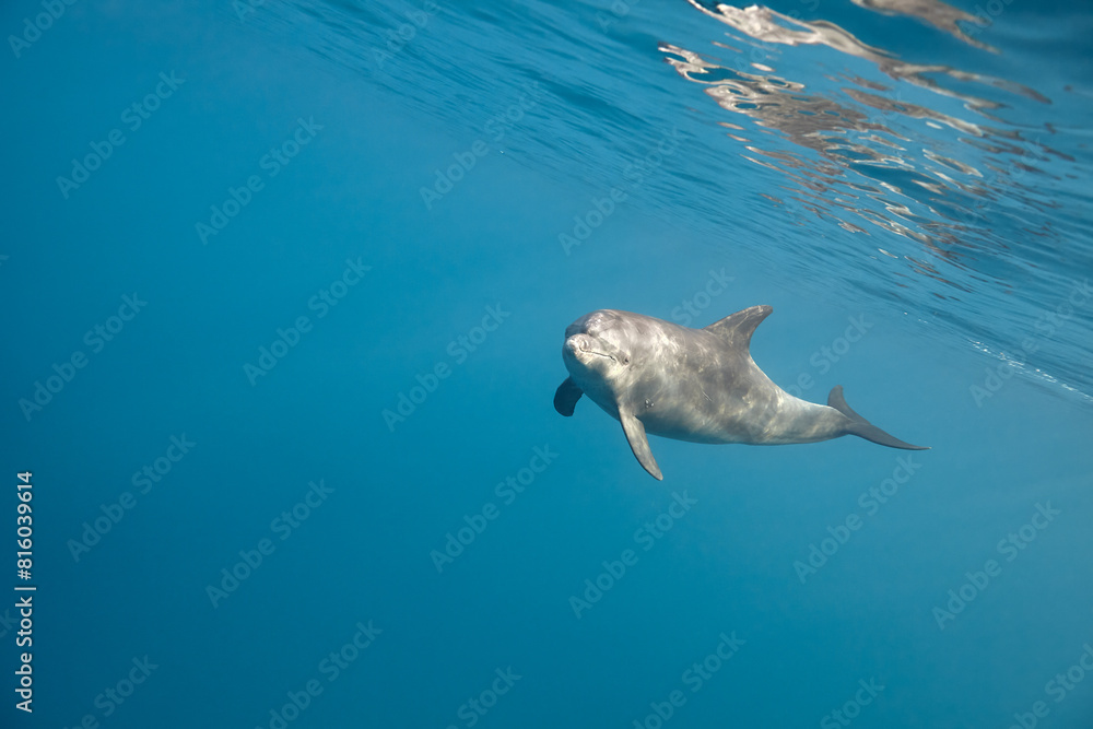 Obraz premium Common bottlenose dolphin tursiops truncatus underwater
