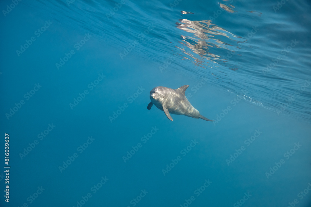 Naklejka premium Common bottlenose dolphin tursiops truncatus underwater