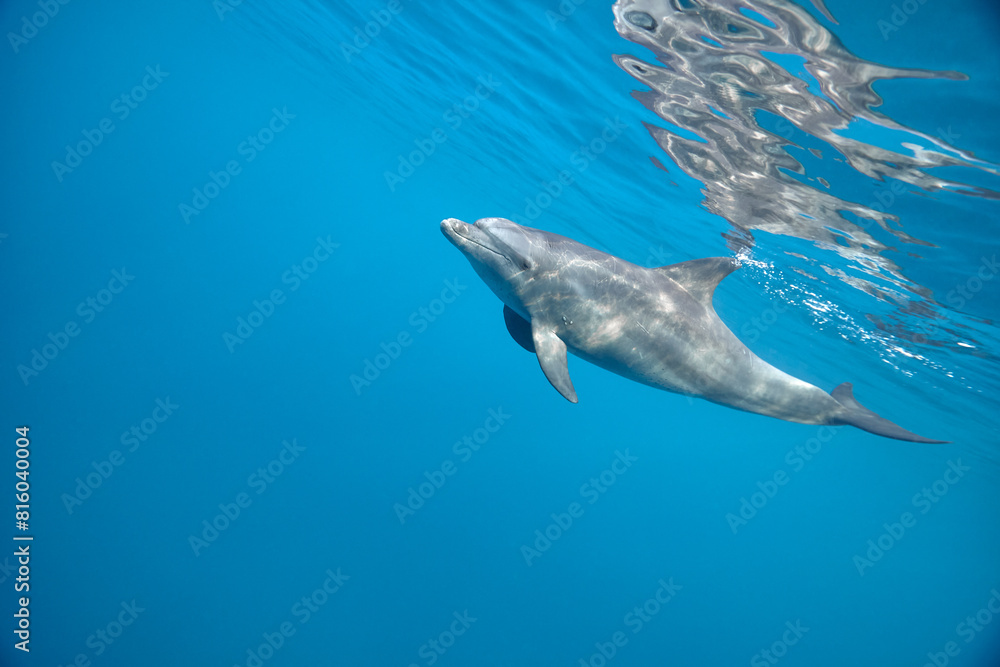 Fototapeta premium Common bottlenose dolphin tursiops truncatus underwater