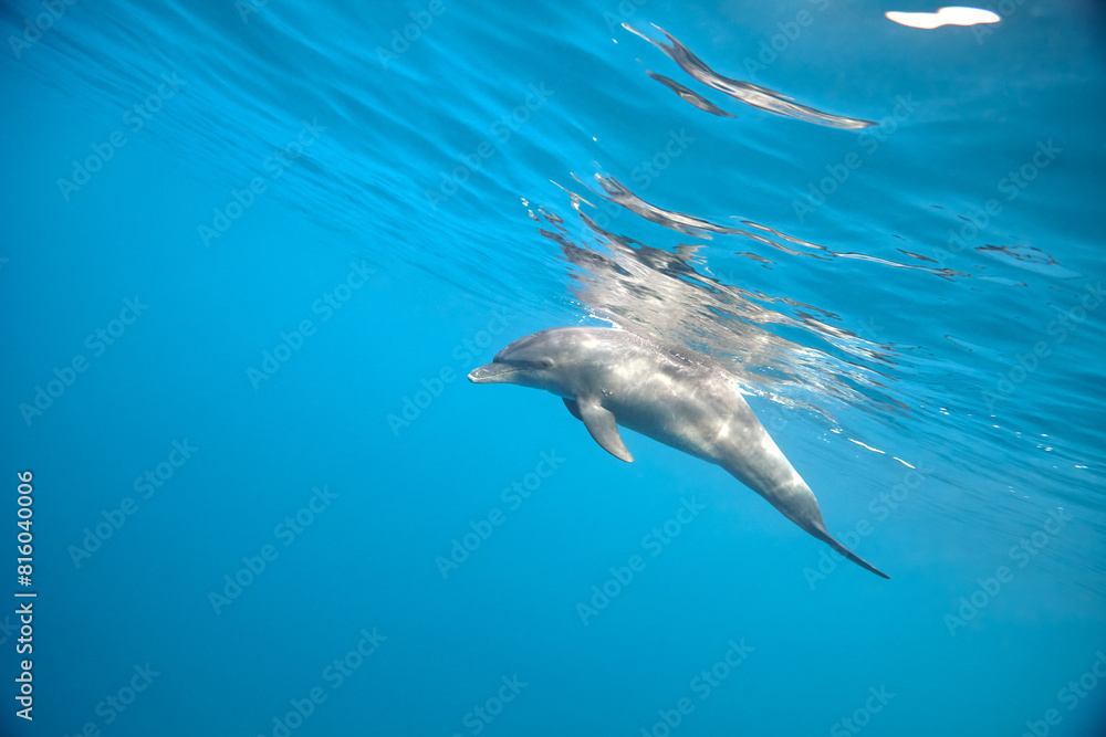 Naklejka premium Common bottlenose dolphin tursiops truncatus underwater