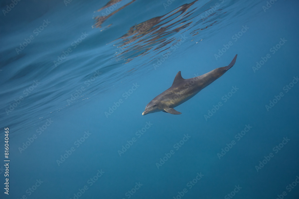 Common bottlenose dolphin tursiops truncatus underwater Common bottlenose dolphin tursiops truncatus underwater