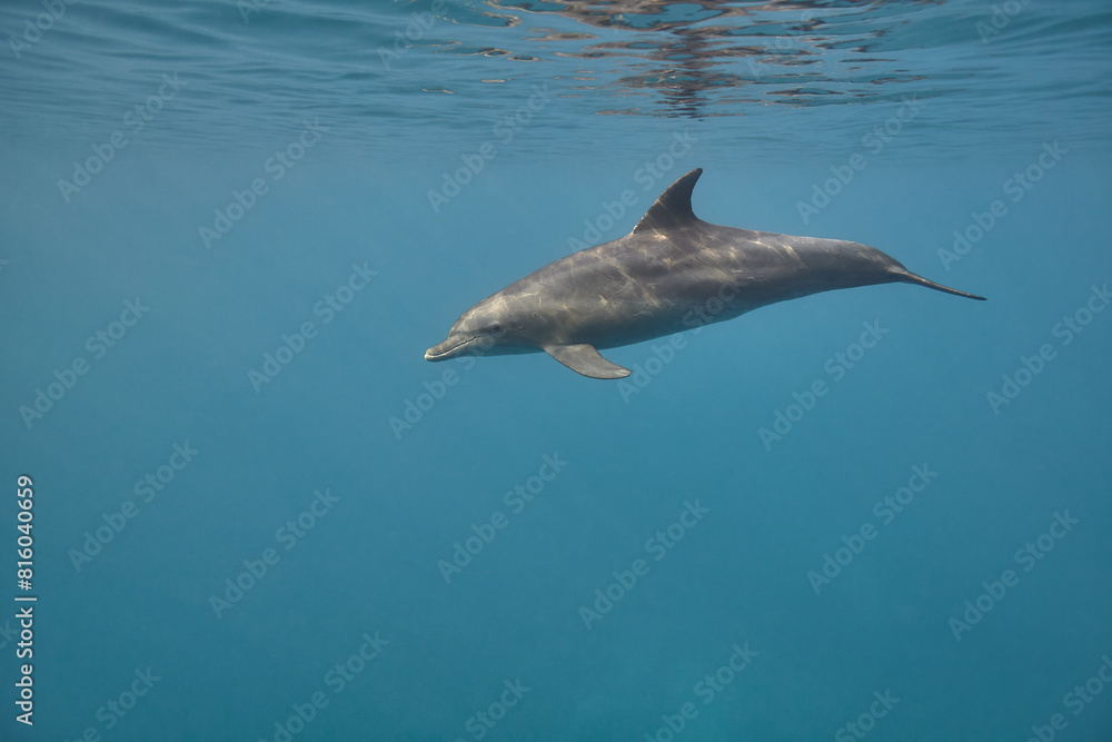 Fototapeta premium Common bottlenose dolphin tursiops truncatus underwater