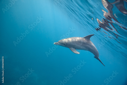 Common bottlenose dolphin tursiops truncatus underwater