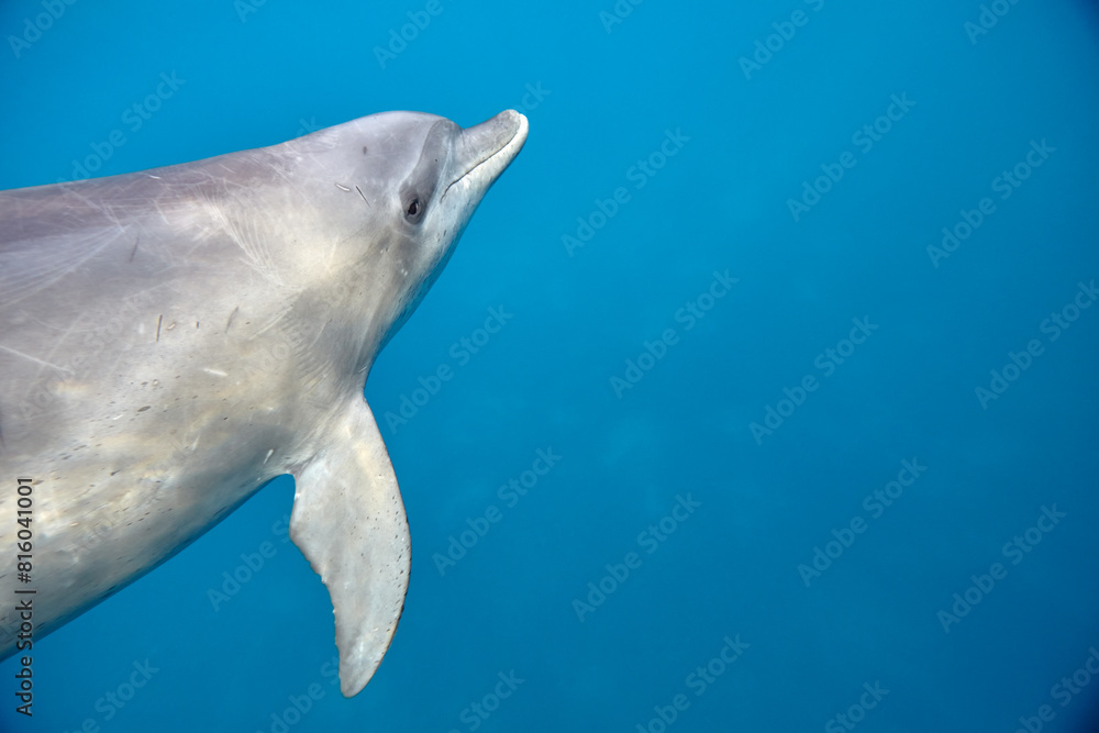 Naklejka premium Common bottlenose dolphin tursiops truncatus underwater