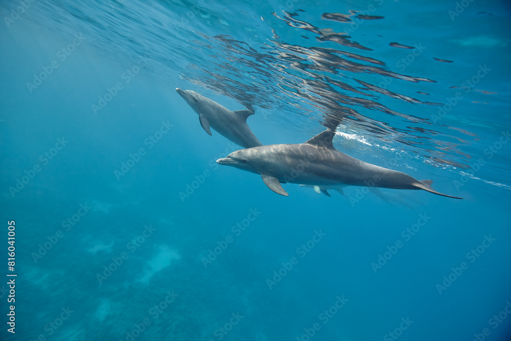 Common bottlenose dolphin tursiops truncatus underwater Common bottlenose dolphin tursiops truncatus underwater