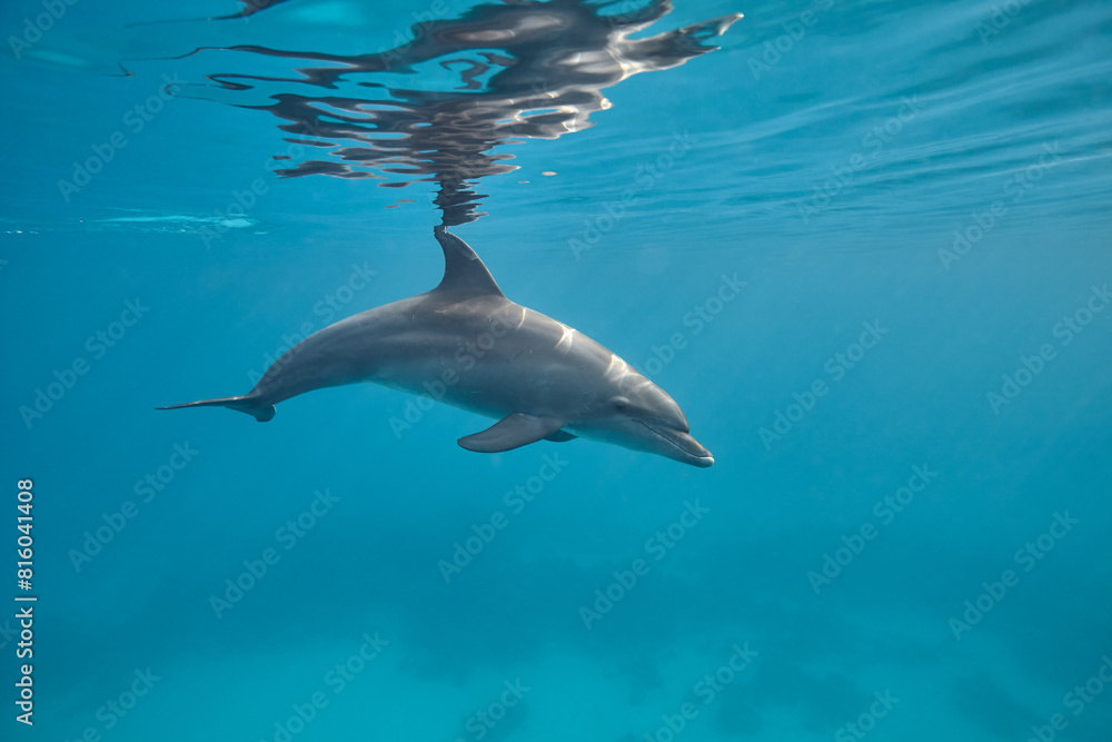 Obraz premium Common bottlenose dolphin tursiops truncatus underwater