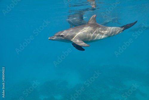 Common bottlenose dolphin tursiops truncatus underwater