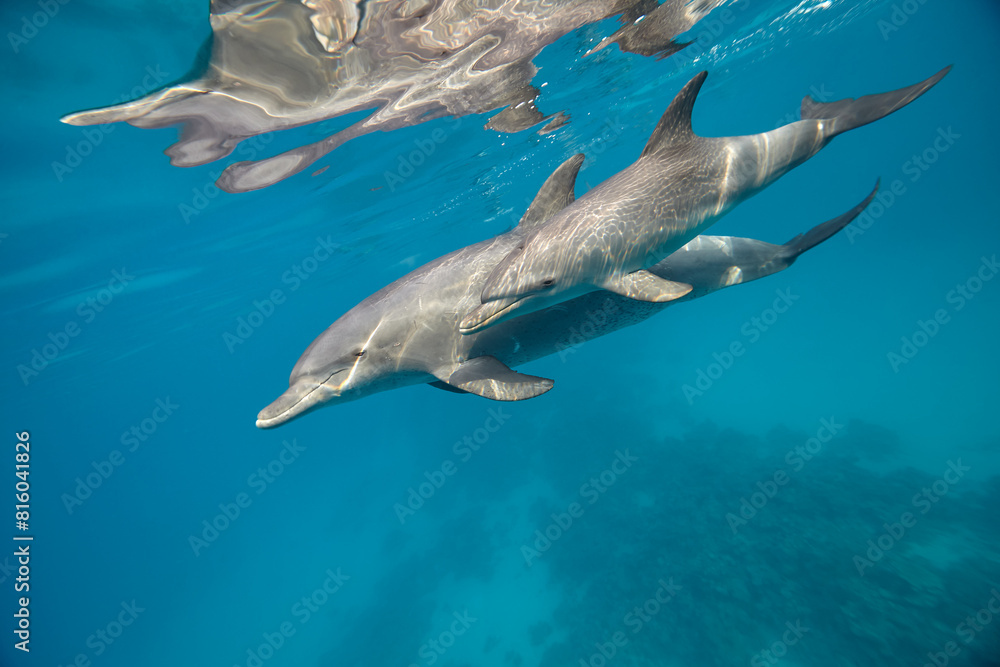 Fototapeta premium Common bottlenose dolphin tursiops truncatus underwater