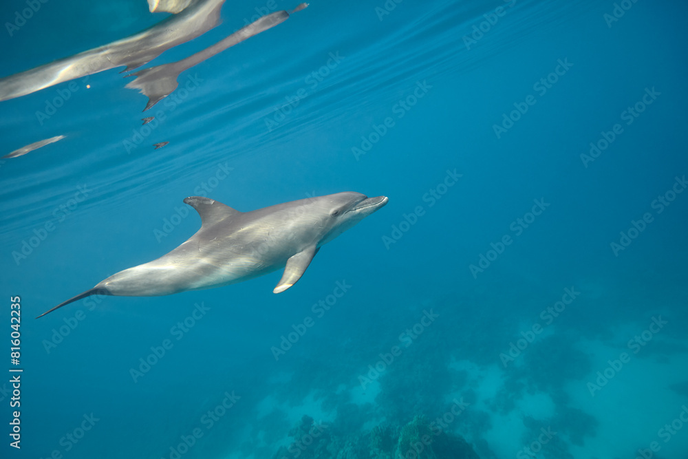 Obraz premium Common bottlenose dolphin tursiops truncatus underwater