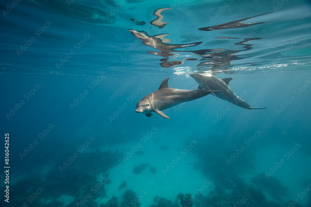 Obraz premium Common bottlenose dolphin tursiops truncatus underwater