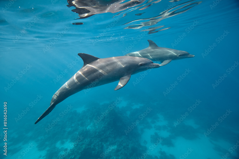 Fototapeta premium Common bottlenose dolphin tursiops truncatus underwater