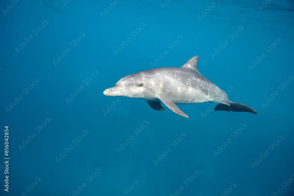 Common bottlenose dolphin tursiops truncatus underwater Common bottlenose dolphin tursiops truncatus underwater