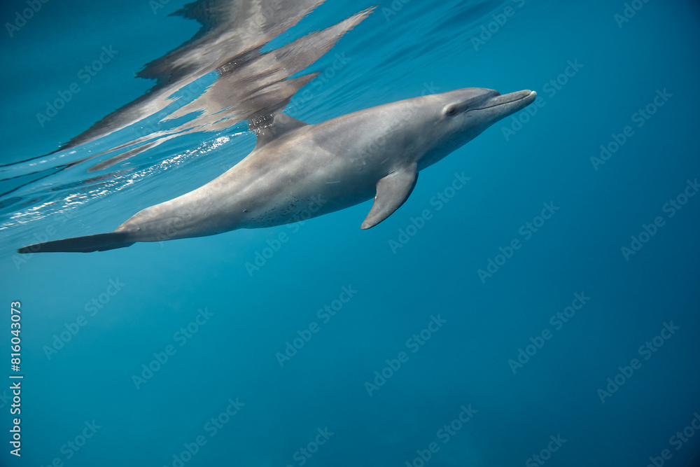 Naklejka premium Common bottlenose dolphin tursiops truncatus underwater