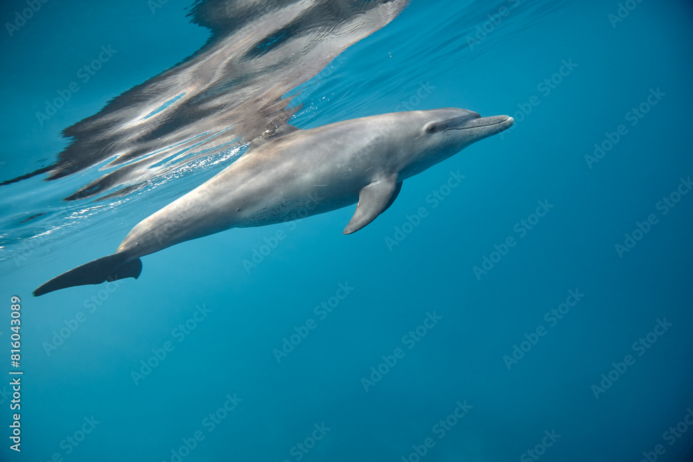 Fototapeta premium Common bottlenose dolphin tursiops truncatus underwater