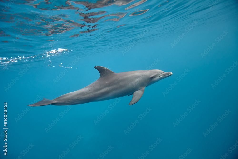 Common bottlenose dolphin tursiops truncatus underwater Common bottlenose dolphin tursiops truncatus underwater