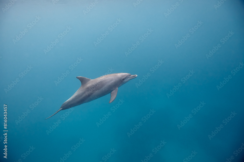 Fototapeta premium Common bottlenose dolphin tursiops truncatus underwater