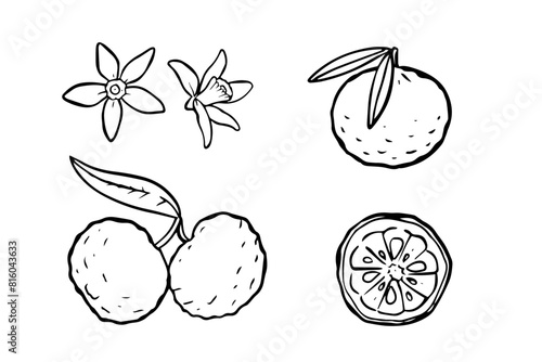 Yuzu fruit illustrations set with whole, halved, and flowers on white background. Line drawing for design and print. Asian cuisine and natural ingredient concept. 