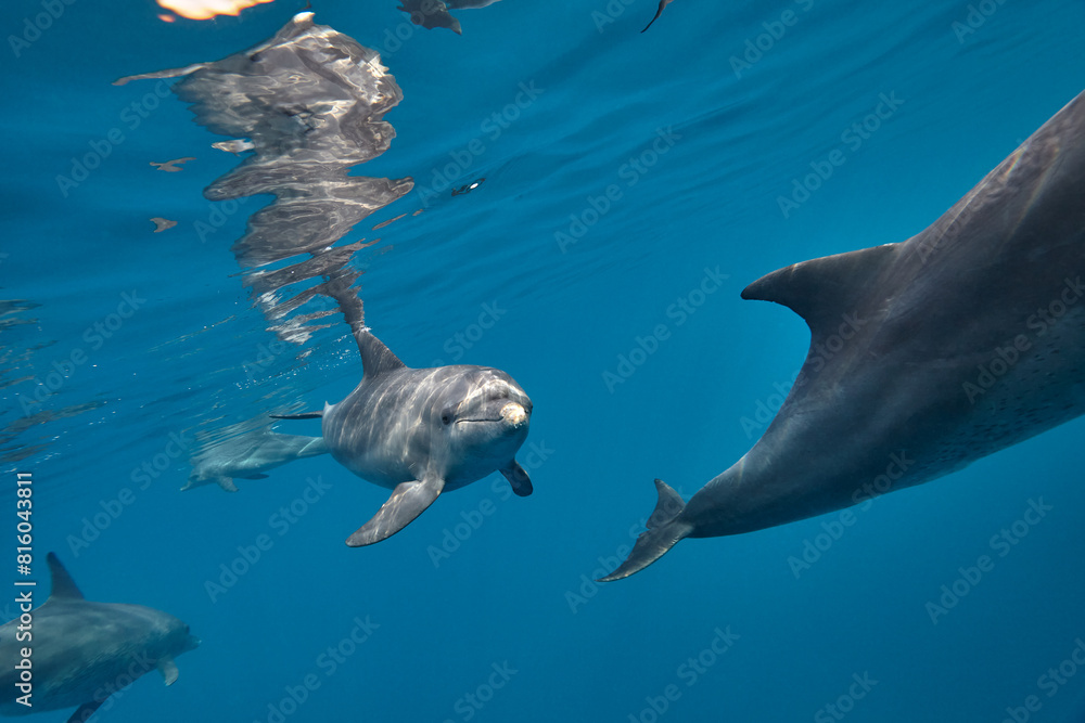 Fototapeta premium Common bottlenose dolphin tursiops truncatus underwater