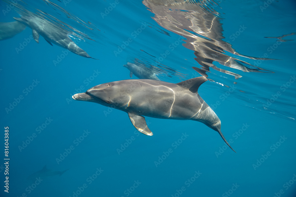 Fototapeta premium Common bottlenose dolphin tursiops truncatus underwater