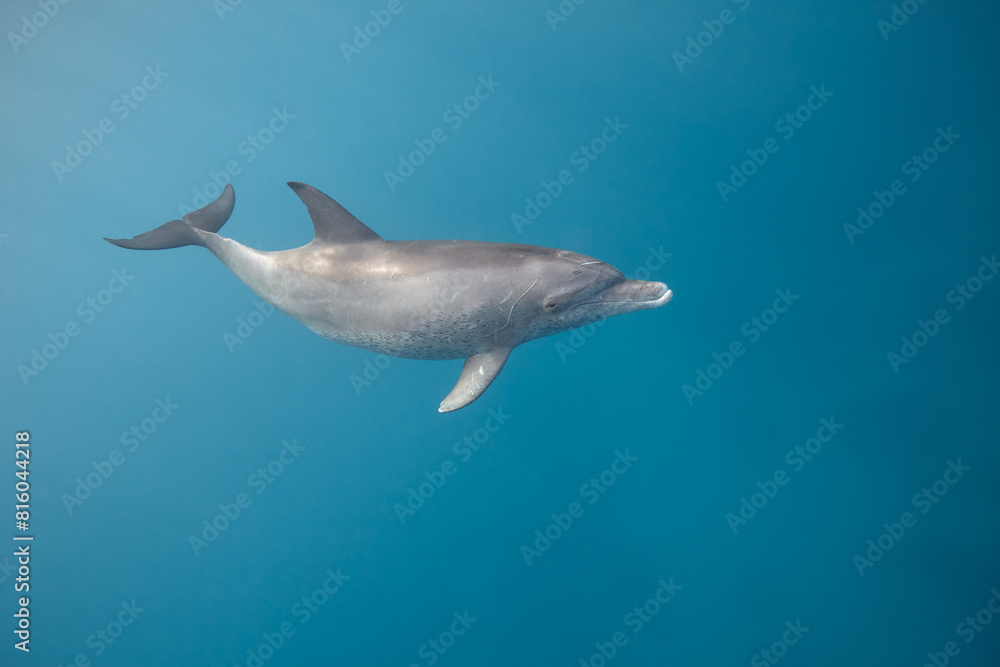 Obraz premium Common bottlenose dolphin tursiops truncatus underwater