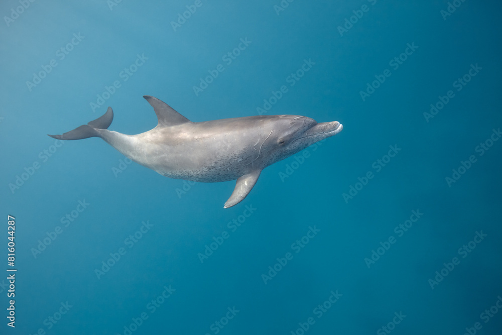 Fototapeta premium Common bottlenose dolphin tursiops truncatus underwater