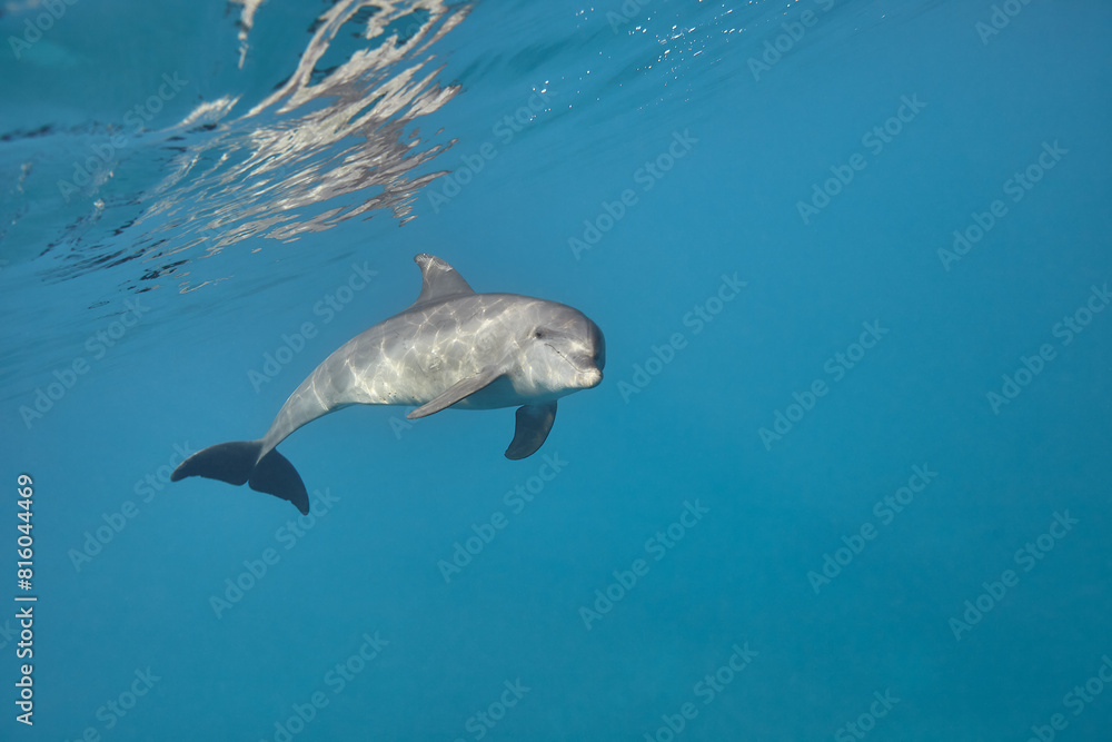 Fototapeta premium Common bottlenose dolphin tursiops truncatus underwater